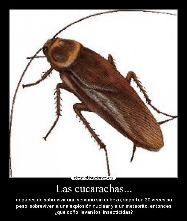 Las cucarachas... - capaces de sobrevivir una semana sin cabeza, soportan 20 veces su
peso, sobreviven a una explosión nuclear y a un meteorito, entonces
¿que coño llevan los  insecticidas?