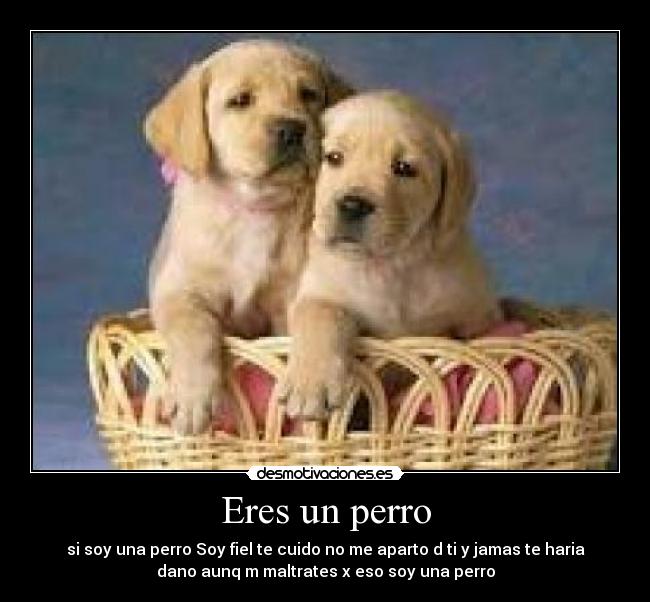 Eres un perro - 