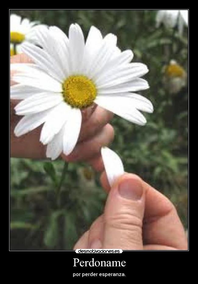 Perdoname - por perder esperanza.