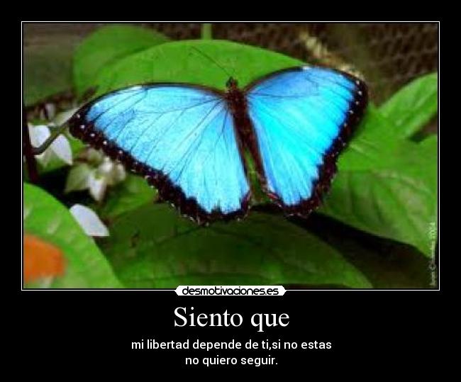 Siento que - mi libertad depende de ti,si no estas
no quiero seguir.