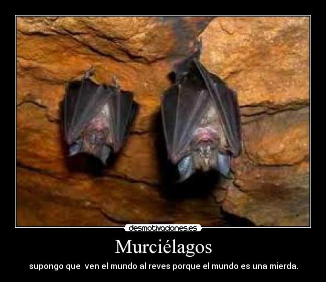 Murciélagos - supongo que ven el mundo al reves porque el mundo es una mierda.