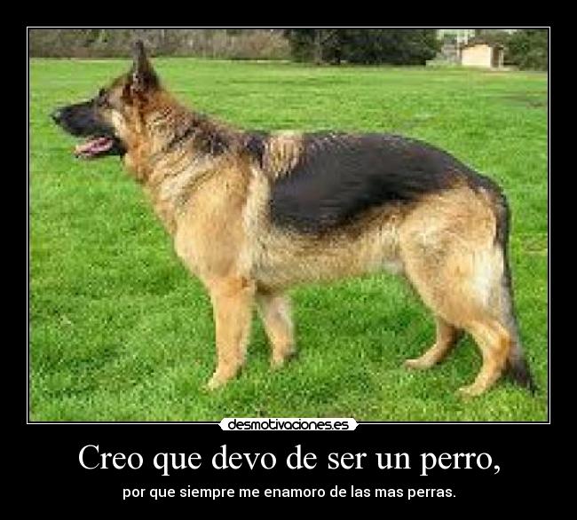 Creo que devo de ser un perro, -
