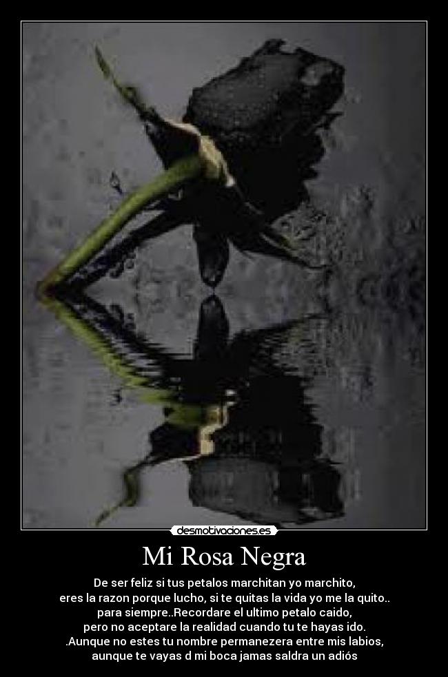 Mi Rosa Negra - De ser feliz si tus petalos marchitan yo marchito,
eres la razon porque lucho, si te quitas la vida yo me la quito..
para siempre..Recordare el ultimo petalo caido,
pero no aceptare la realidad cuando tu te hayas ido.
.Aunque no estes tu nombre permanezera entre mis labios,
aunque te vayas d mi boca jamas saldra un adiós