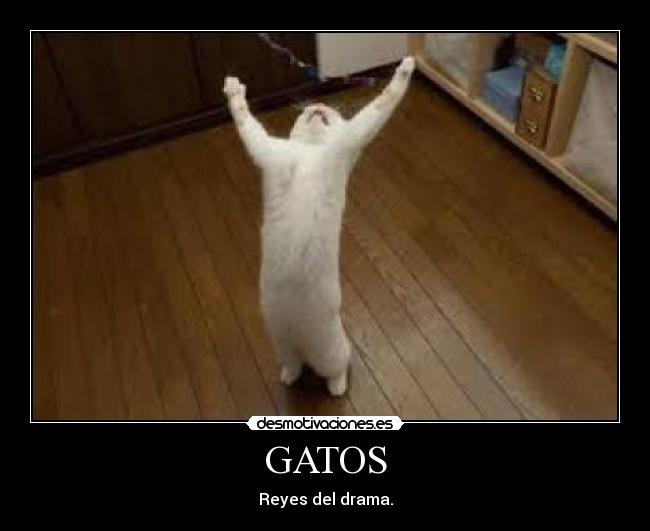 GATOS - 