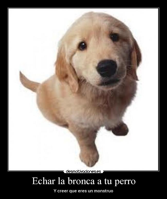 carteles perro desmotivaciones