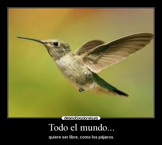 Todo el mundo... - quiere ser libre, como los pájaros.