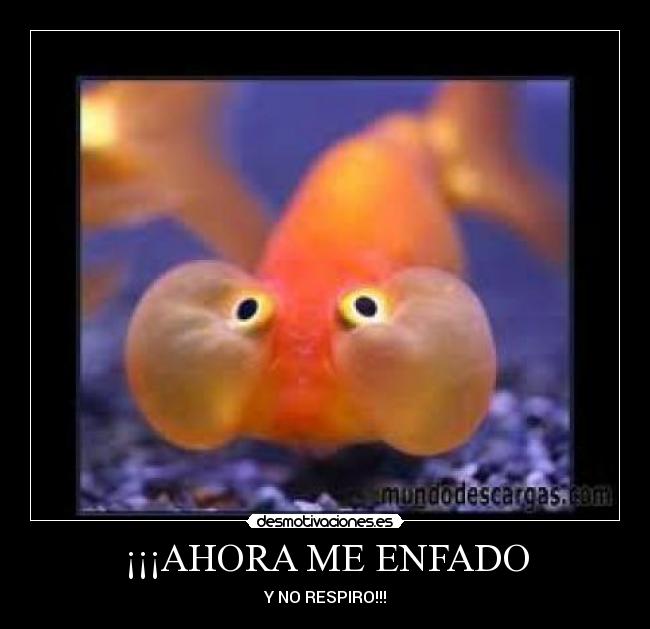 ¡¡¡AHORA ME ENFADO - 