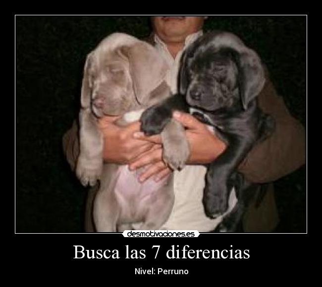 Busca las 7 diferencias - Nivel: Perruno