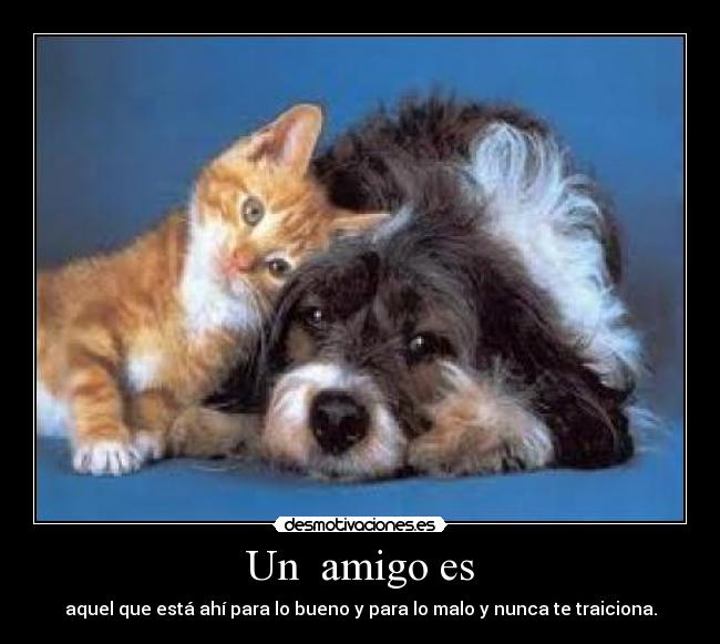 Un amigo es - aquel que está ahí para lo bueno y para lo malo y nunca te traiciona.