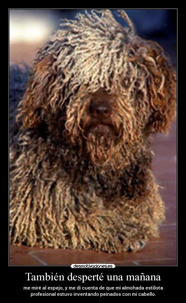También desperté una mañana - me miré al espejo, y me di cuenta de que mi almohada estilista
profesional estuvo inventando peinados con mi cabello.