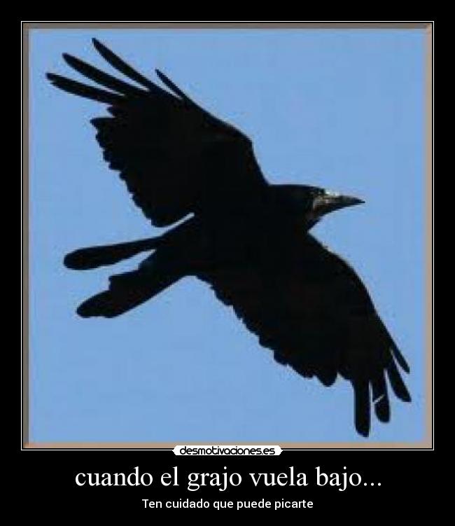 cuando el grajo vuela bajo... - Ten cuidado que puede picarte