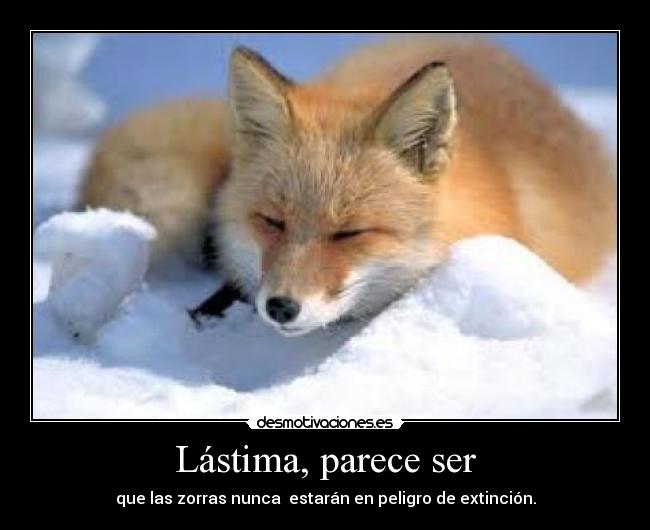 Lástima, parece ser -