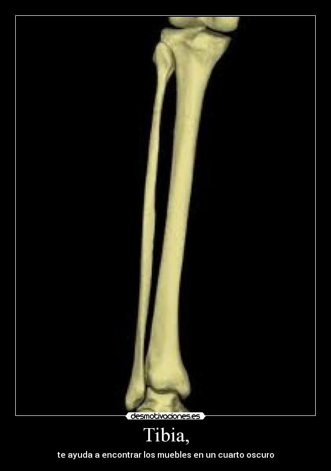 Tibia, - 