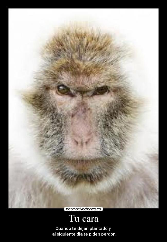 Tu cara - Cuando te dejan plantado y
al siguiente dia te piden perdon