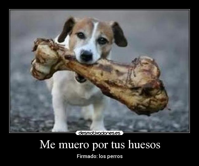 Me muero por tus huesos - Firmado: los perros