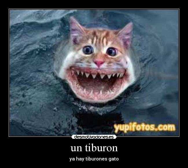 carteles tiburon gato desmotivaciones