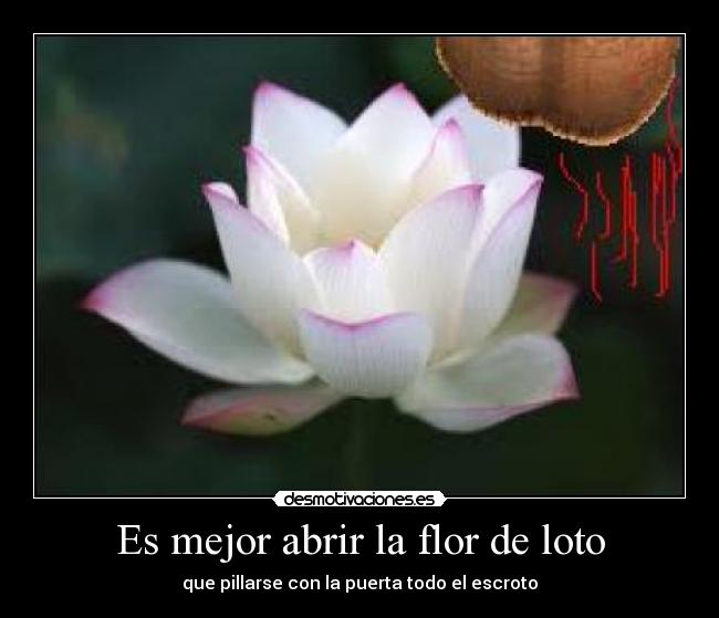 Es mejor abrir la flor de loto - que pillarse con la puerta todo el escroto