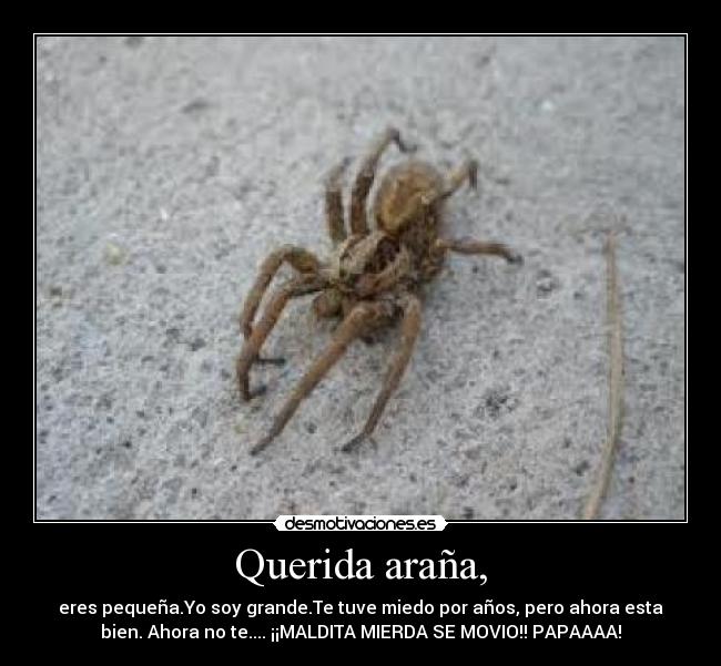 Querida araña, - 