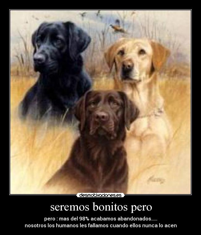 seremos bonitos pero - pero : mas del 98% acabamos abandonados.....
nosotros los humanos les fallamos cuando ellos nunca lo acen