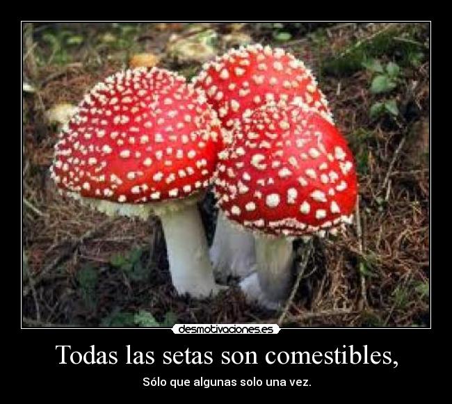 Todas las setas son comestibles, - Sólo que algunas solo una vez.