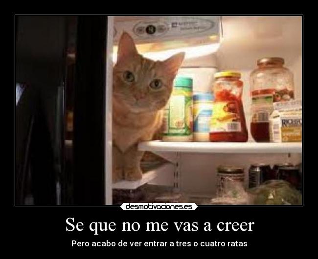 carteles confies tus gatos desmotivaciones