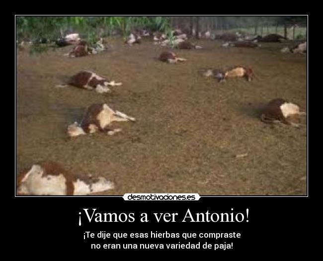 carteles las vacas marihuana llevan bien desmotivaciones