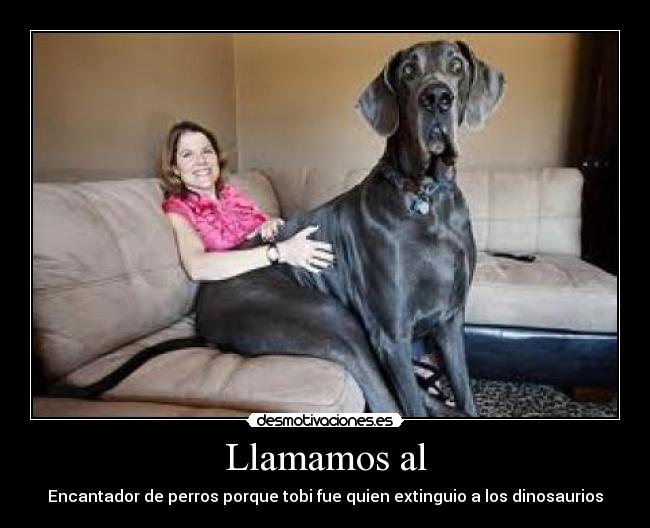 Llamamos al -