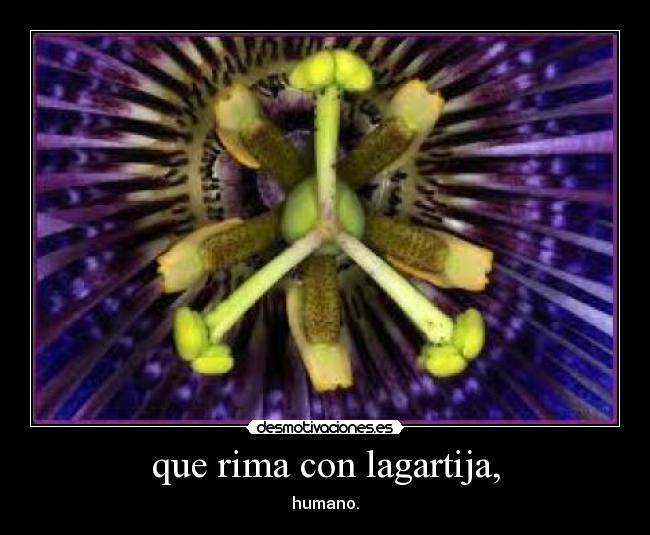 que rima con lagartija, - humano.