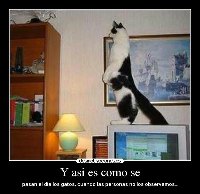 Y asi es como se - pasan el dia los gatos, cuando las personas no los observamos...