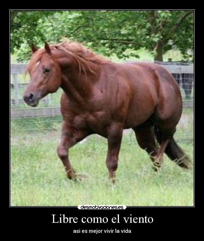 Libre como el viento - 