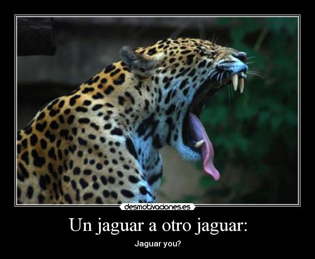 Un jaguar a otro jaguar: -