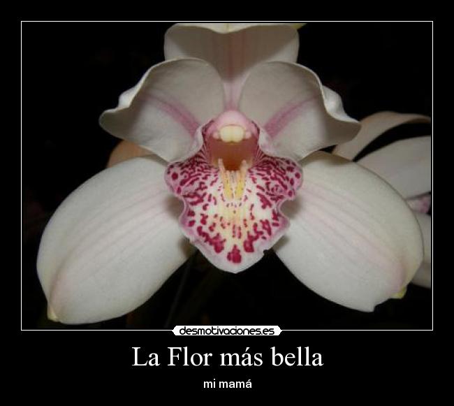 La Flor más bella - mi mamá