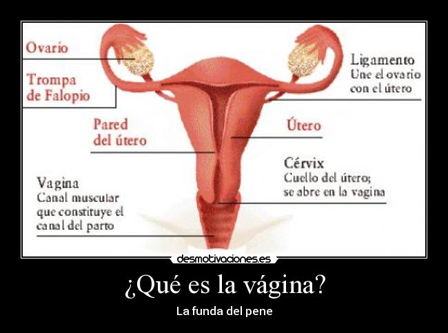 ¿Qué es la vágina? - La funda del pene