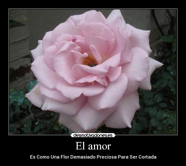 El amor - 