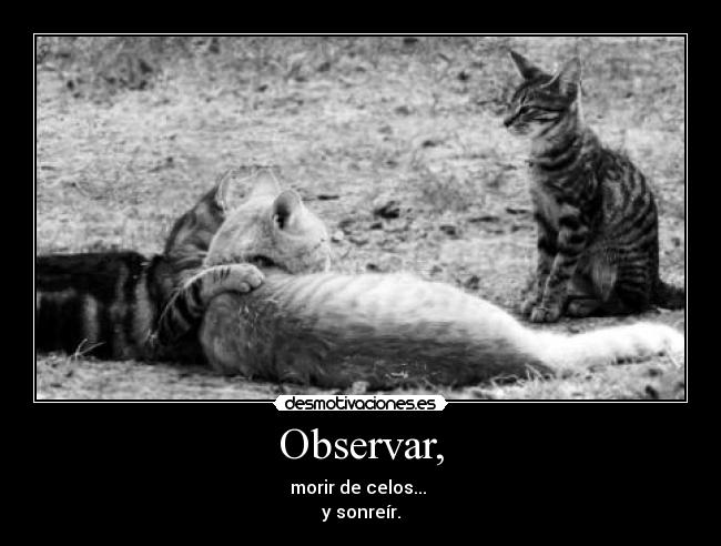 Observar, - morir de celos... 
y sonreír.