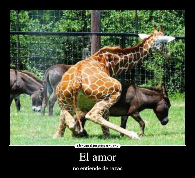 El amor -