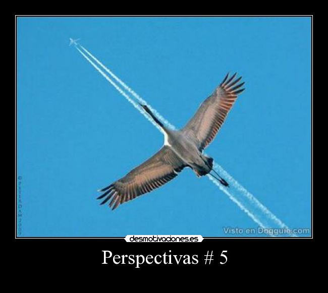 Perspectivas # 5 -