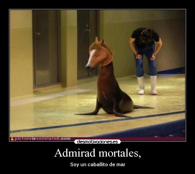 Admirad mortales, - Soy un caballito de mar
