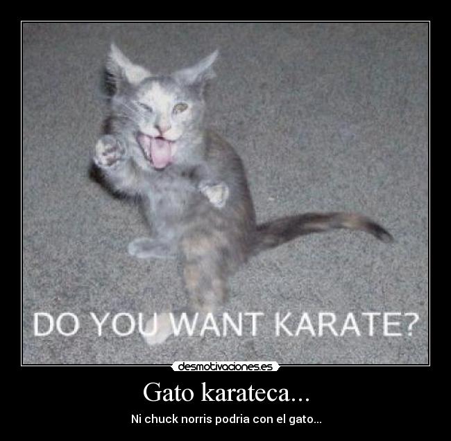 Gato karateca... - Ni chuck norris podria con el gato...