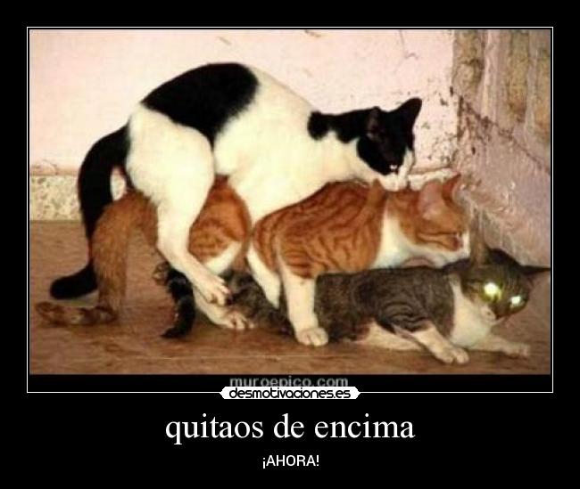 carteles gatos desmotivaciones