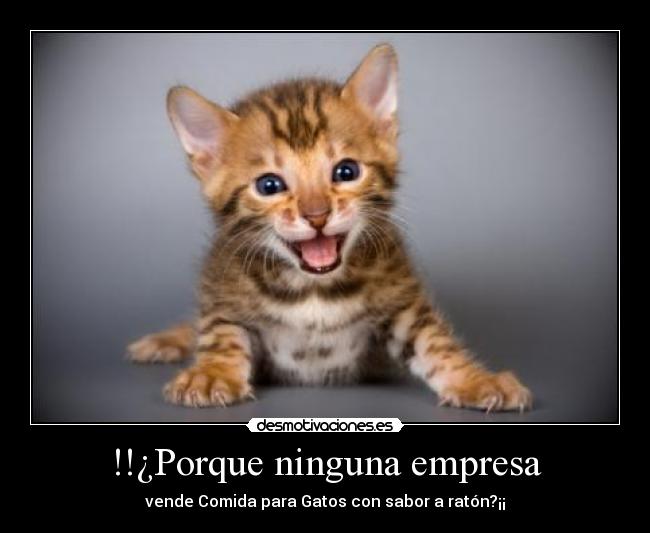 !!¿Porque ninguna empresa - vende Comida para Gatos con sabor a ratón?¡¡