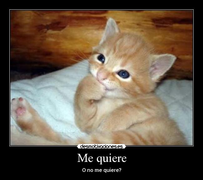 carteles jajaja gatostierno desmotivaciones