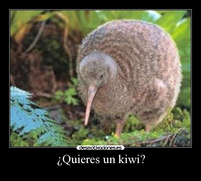 ¿Quieres un kiwi? - 
