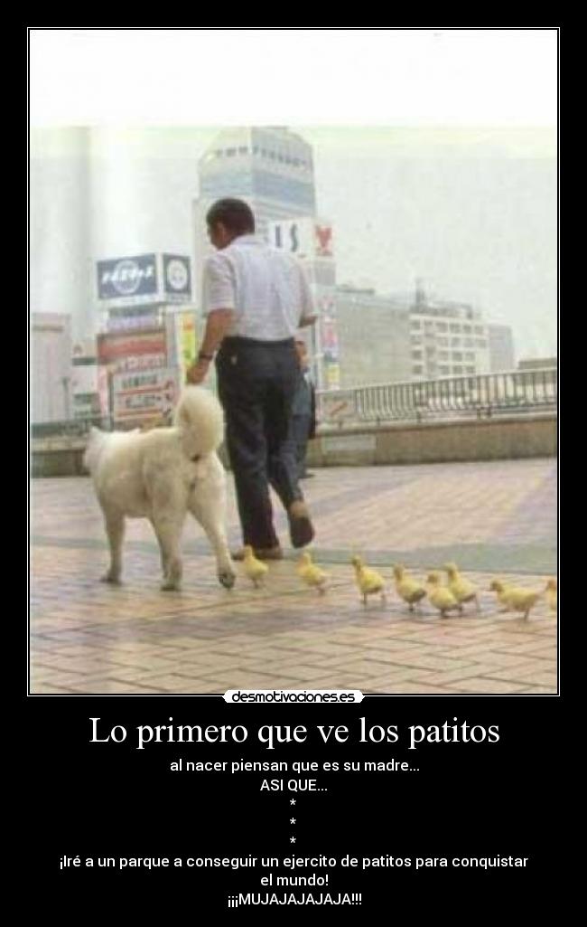 Lo primero que ve los patitos - al nacer piensan que es su madre...
ASI QUE...
*
*
*
¡Iré a un parque a conseguir un ejercito de patitos para conquistar el mundo!
¡¡¡MUJAJAJAJAJA!!!
