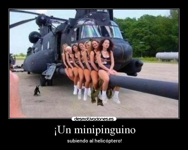 ¡Un minipinguino - subiendo al helicóptero!