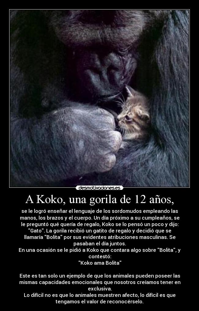 A Koko, una gorila de 12 años, - se le logró enseñar el lenguaje de los sordomudos empleando las
manos, los brazos y el cuerpo. Un día próximo a su cumpleaños, se
le preguntó qué quería de regalo, Koko se lo pensó un poco y dijo:
Gato. La gorila recibió un gatito de regalo y decidió que se
llamaría Bolita por sus evidentes atribuciones masculinas. Se
pasaban el día juntos.
En una ocasión se le pidió a Koko que contara algo sobre Bolita, y
contestó:
Koko ama Bolita
Este es tan solo un ejemplo de que los animales pueden poseer las
mismas capacidades emocionales que nosotros creíamos tener en
exclusiva.
Lo difícil no es que lo animales muestren afecto, lo difícil es que
tengamos el valor de reconocérselo.