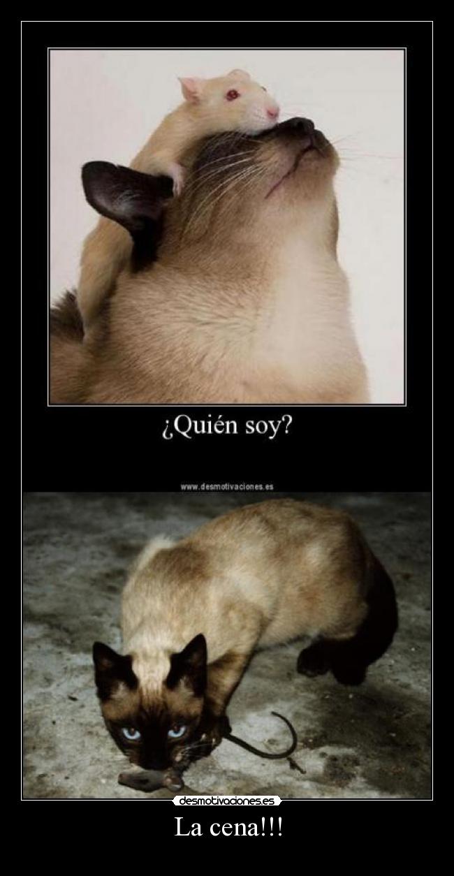 carteles gatosraton cena desmotivaciones