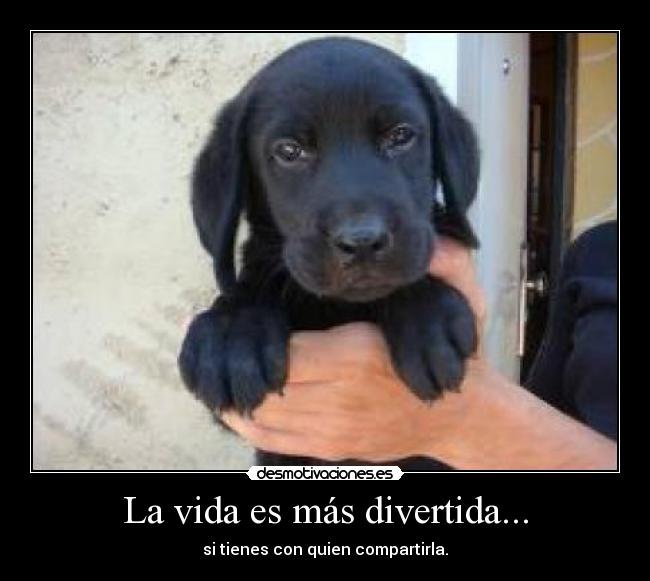 carteles vida maru feliz desmotivaciones