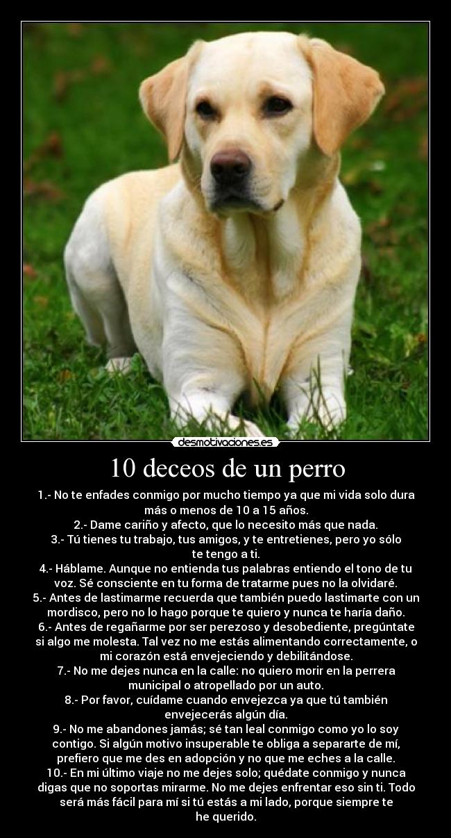 10 deceos de un perro - 1.- No te enfades conmigo por mucho tiempo ya que mi vida solo dura
más o menos de 10 a 15 años.
2.- Dame cariño y afecto, que lo necesito más que nada.
3.- Tú tienes tu trabajo, tus amigos, y te entretienes, pero yo sólo
te tengo a ti.
4.- Háblame. Aunque no entienda tus palabras entiendo el tono de tu
voz. Sé consciente en tu forma de tratarme pues no la olvidaré.
5.- Antes de lastimarme recuerda que también puedo lastimarte con un
mordisco, pero no lo hago porque te quiero y nunca te haría daño.
6.- Antes de regañarme por ser perezoso y desobediente, pregúntate
si algo me molesta. Tal vez no me estás alimentando correctamente, o
mi corazón está envejeciendo y debilitándose.
7.- No me dejes nunca en la calle: no quiero morir en la perrera
municipal o atropellado por un auto.
8.- Por favor, cuídame cuando envejezca ya que tú también
envejecerás algún día.
9.- No me abandones jamás; sé tan leal conmigo como yo lo soy
contigo. Si algún motivo insuperable te obliga a separarte de mí,
prefiero que me des en adopción y no que me eches a la calle.
10.- En mi último viaje no me dejes solo; quédate conmigo y nunca
digas que no soportas mirarme. No me dejes enfrentar eso sin ti. Todo
será más fácil para mí si tú estás a mi lado, porque siempre te
he querido.