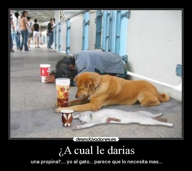 ¿A cual le darias -